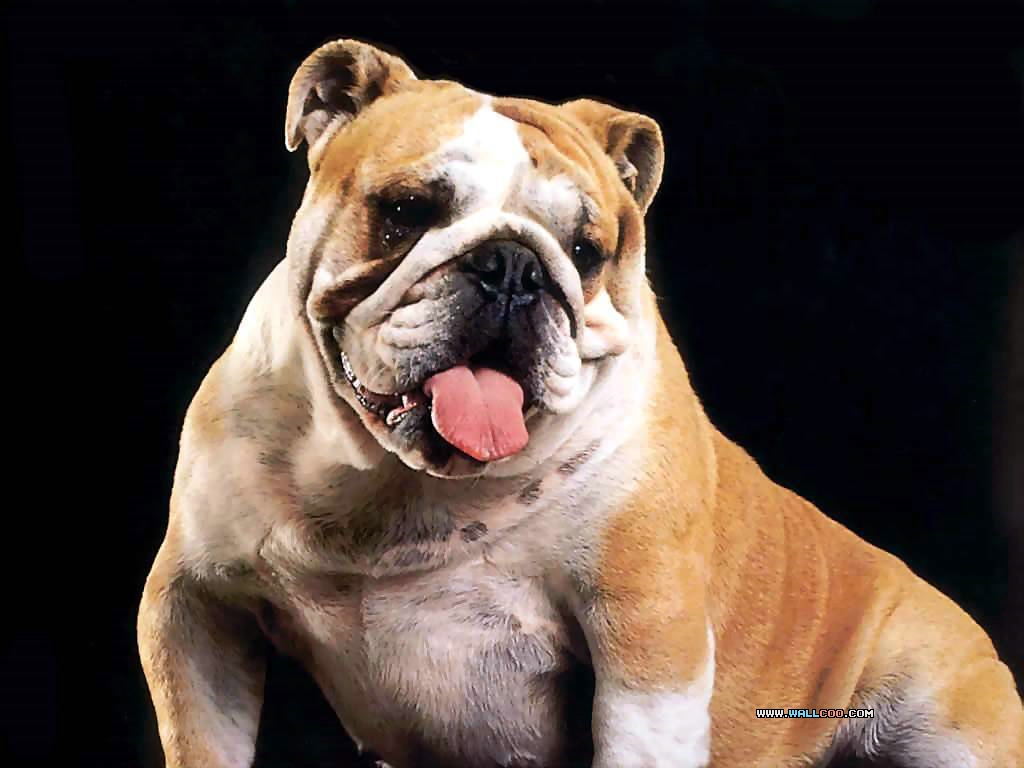 BulldogsţȮдӰֽͼƬ