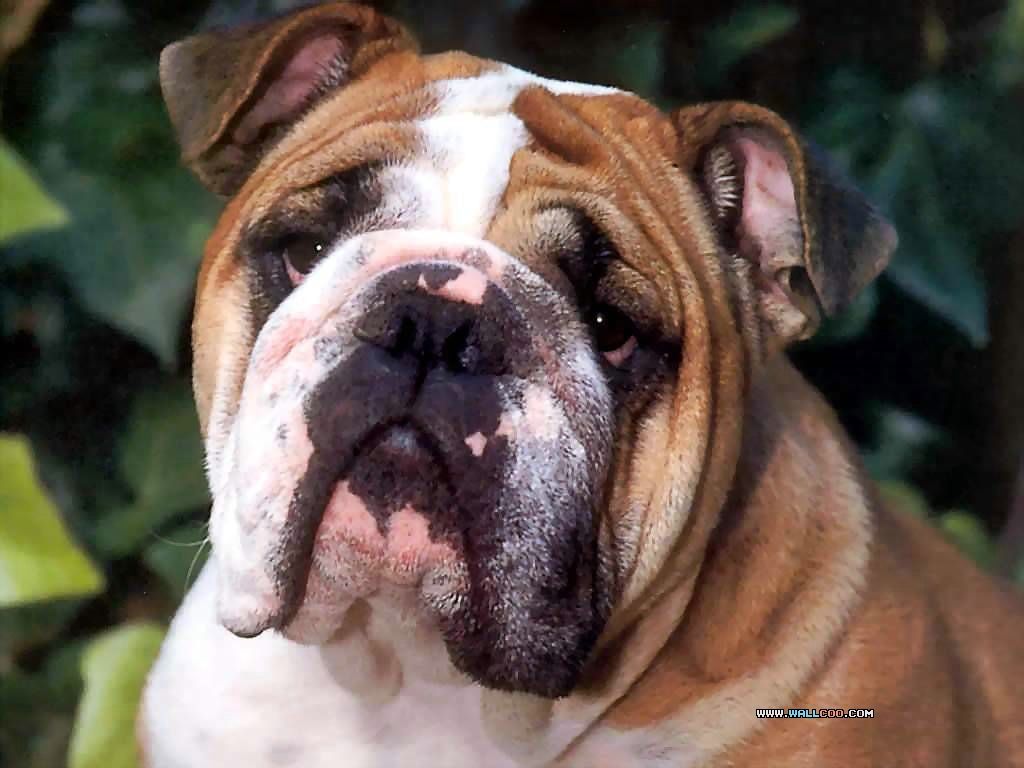 BulldogsţȮдӰֽͼƬ(ͼ10)