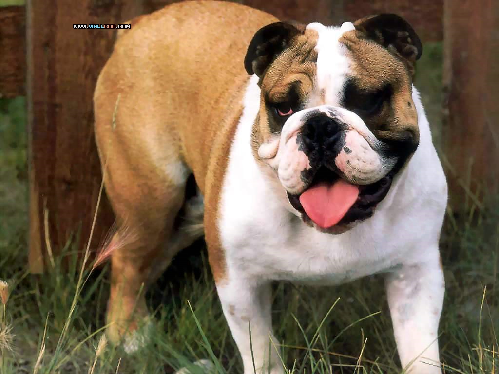 BulldogsţȮдӰֽͼƬ(ͼ11)