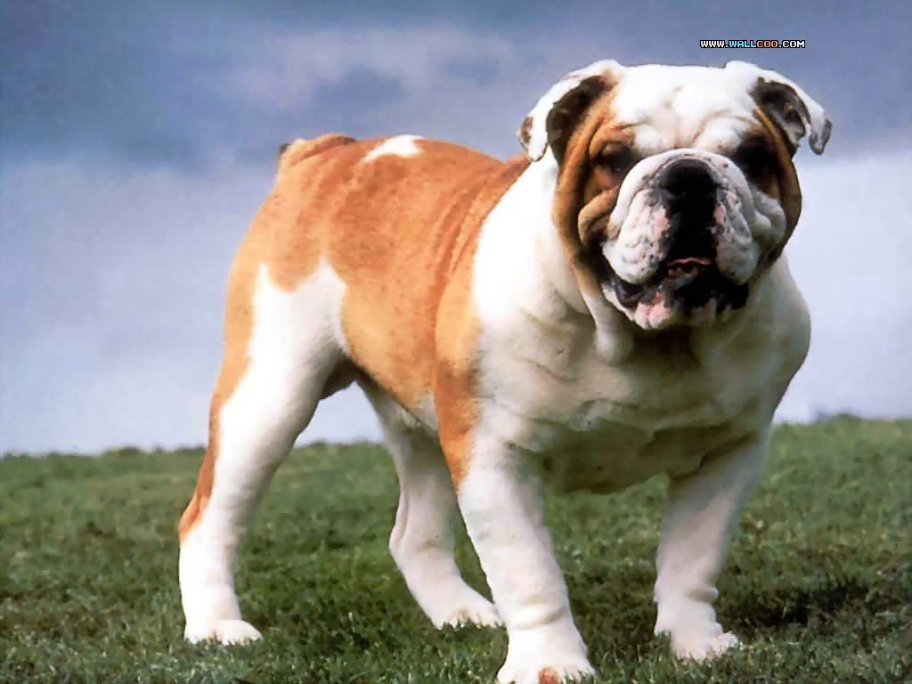 BulldogsţȮдӰֽͼƬ(ͼ13)