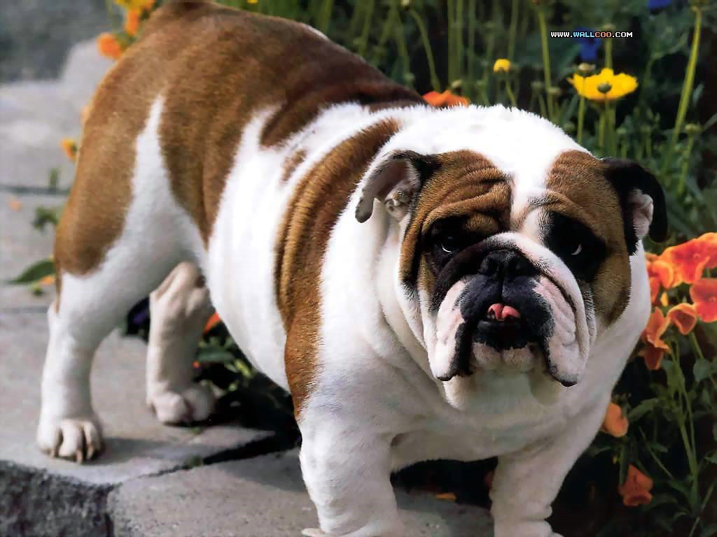 BulldogsţȮдӰֽͼƬ