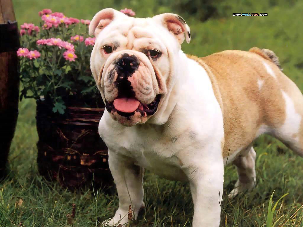 BulldogsţȮдӰֽͼƬ(ͼ8)