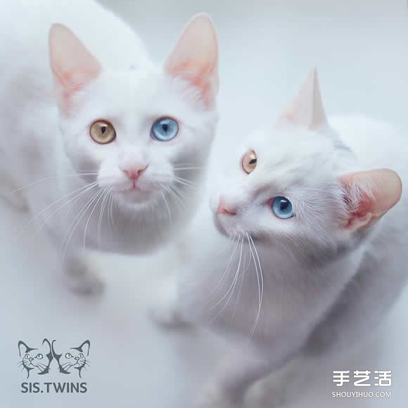 ˫̥ڻİɫСè Sis.Twins.(ͼ1)