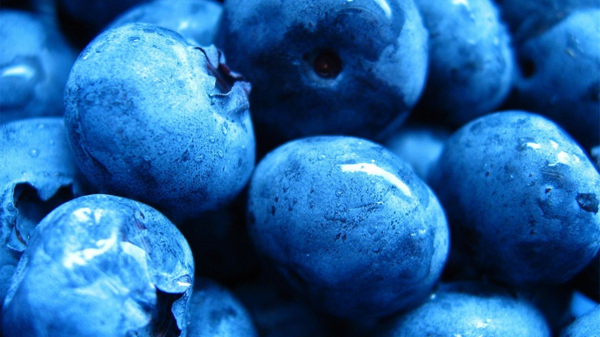 ˿ˮݮBlueberryΨֽͼ