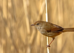 ԶݺͼƬԸֽ